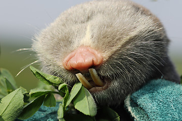 Image showing macro portrait of lesser mole rat