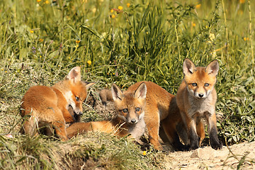 Image showing family of young red foxes