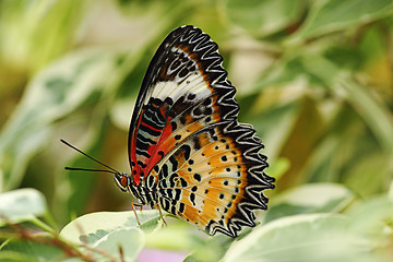 Image showing closeup of leopard lacewing butterfly