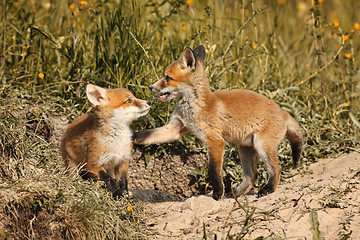 Image showing fox brothers playing in natural habitat