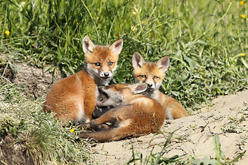 Image showing family of young red foxes