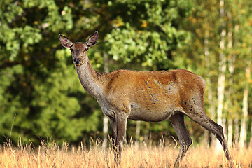 Image showing curious red deer doe in a glade