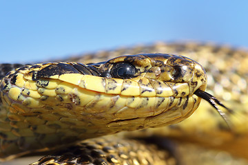 Image showing macro portrait of blotched snake