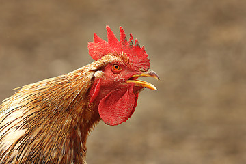 Image showing close up of singing rooster 1