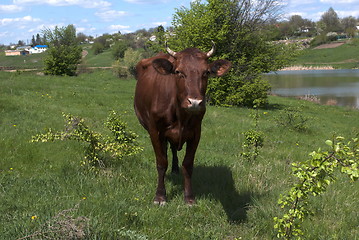 Image showing cow near the lake