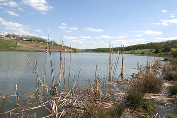 Image showing dry reeds in the water