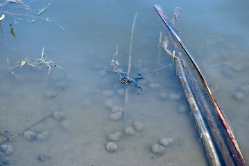 Image showing frog in the water