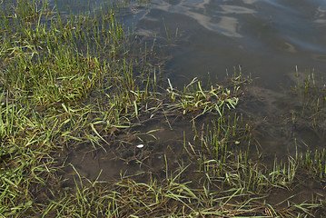 Image showing green grass growing in the water