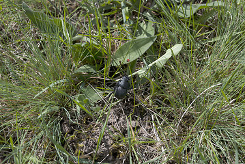 Image showing small black beetle and ladybug