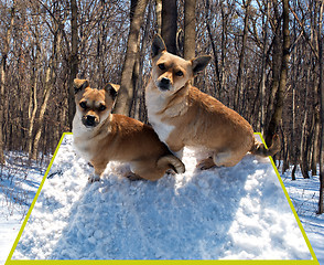 Image showing two dogs sitting on the snow