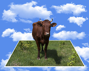 Image showing cow standing in the grass