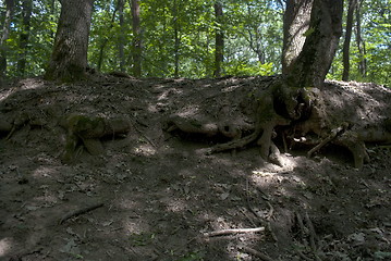 Image showing bare roots of two trees