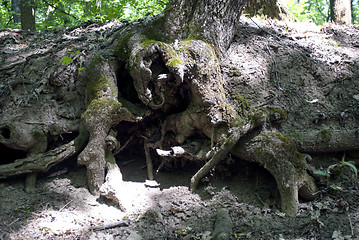 Image showing bared root of a tree
