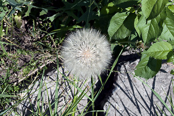 Image showing dandelion in green grass