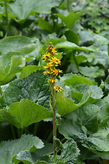 Image showing Siberian Ligularia