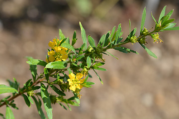 Image showing Shrubby yellowcrest