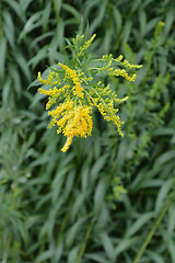 Image showing Canadian goldenrod