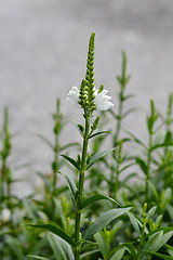Image showing White obedient plant