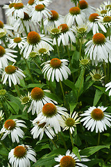 Image showing White coneflowers