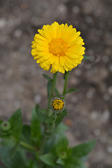 Image showing Common marigold