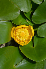 Image showing Yellow water lily 