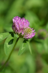 Image showing Red clover