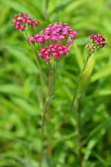 Image showing Pink yarrow