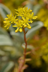 Image showing Reflexed stonecrop