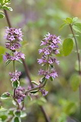 Image showing Lemon thyme