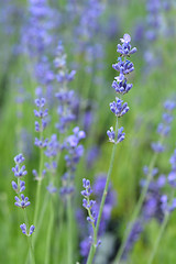 Image showing English lavender