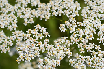 Image showing Common yarrow