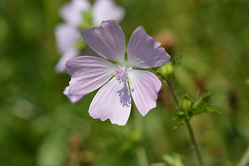 Image showing Musk mallow