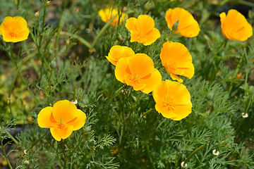 Image showing California poppy