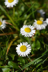 Image showing Common daisy
