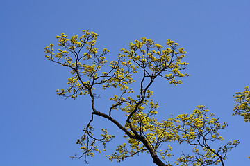 Image showing Norway maple