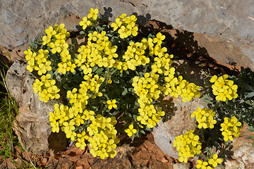 Image showing Croatian endemic plant