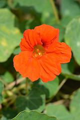 Image showing Garden nasturtium