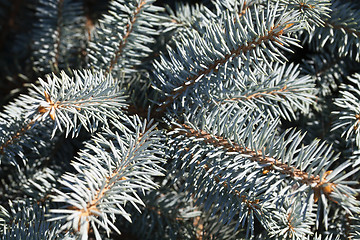 Image showing Conifer branches texture