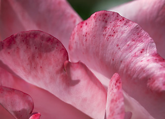 Image showing Rose petals macro shot