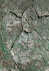 Image showing Abstract cracked wood