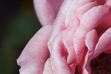 Image showing Rose petals macro shot