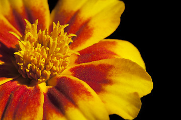 Image showing Marigold flower, macro