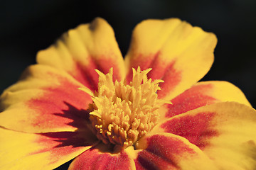 Image showing Marigold flower, macro