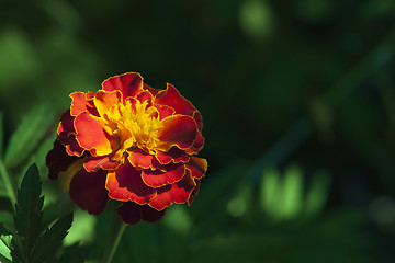 Image showing Marigold flower, macro