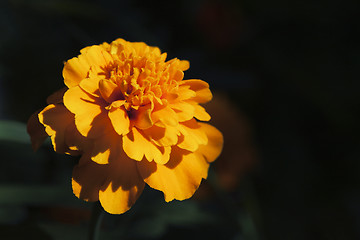 Image showing Marigold flower, macro