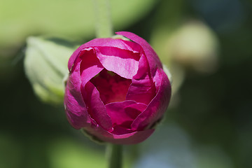 Image showing Pink rose bud against blue sky