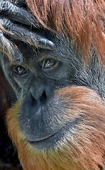 Image showing Face of an Orangutan