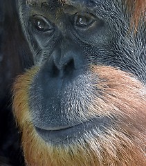 Image showing Face of an Orangutan