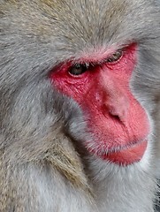 Image showing Japanese macaque Portait