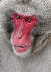 Image showing Japanese macaque Portait